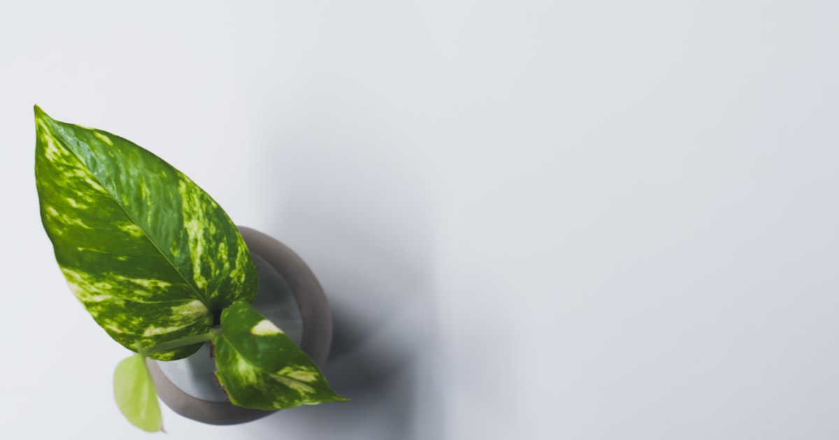 Desk Plant photo background